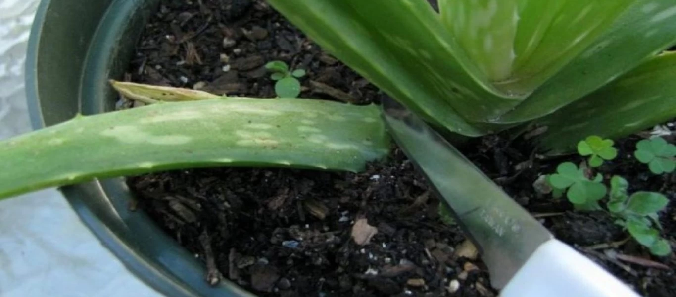 Αλόη: Το «θαύμα» της φύσης – Οι τρόποι αξιοποίησής της